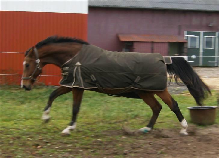 Hollandsk Varmblod Plato billede 9