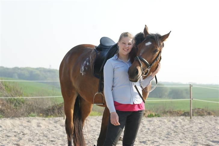 Dansk Varmblod Gammelgårdens Hope billede 1