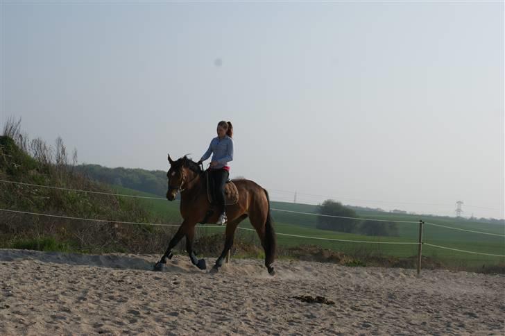 Dansk Varmblod Gammelgårdens Hope billede 2