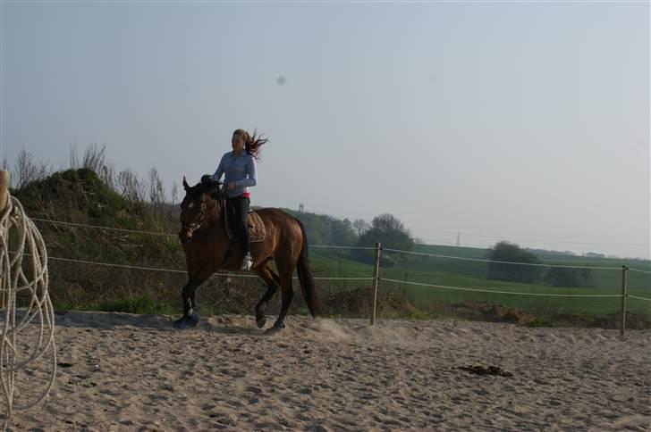 Dansk Varmblod Gammelgårdens Hope billede 3
