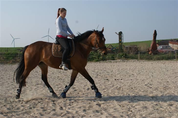 Dansk Varmblod Gammelgårdens Hope billede 4