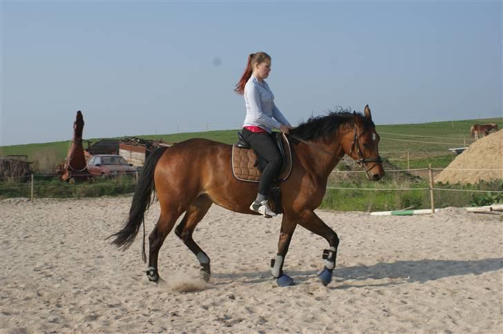 Dansk Varmblod Gammelgårdens Hope billede 5