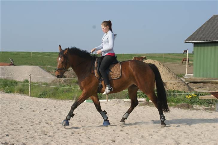 Dansk Varmblod Gammelgårdens Hope billede 6