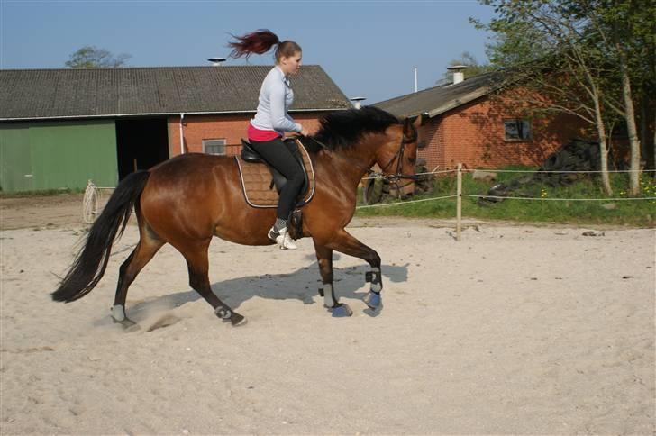 Dansk Varmblod Gammelgårdens Hope billede 7