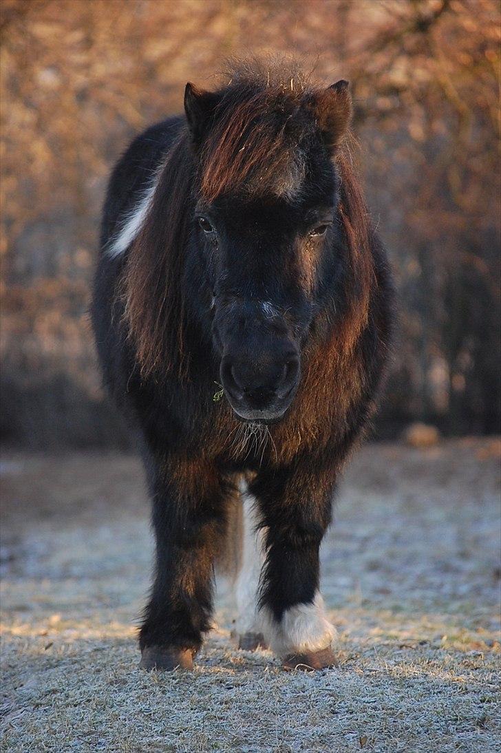 Anden særlig race Lotte - Det er hårdt at være Lotte ^^, - 27. jan 2010 billede 13