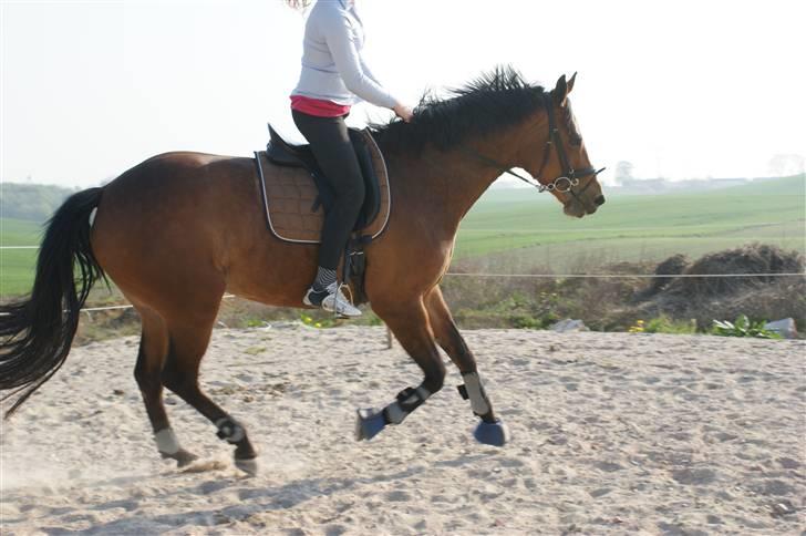 Dansk Varmblod Gammelgårdens Hope billede 8