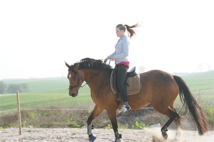 Dansk Varmblod Gammelgårdens Hope billede 9
