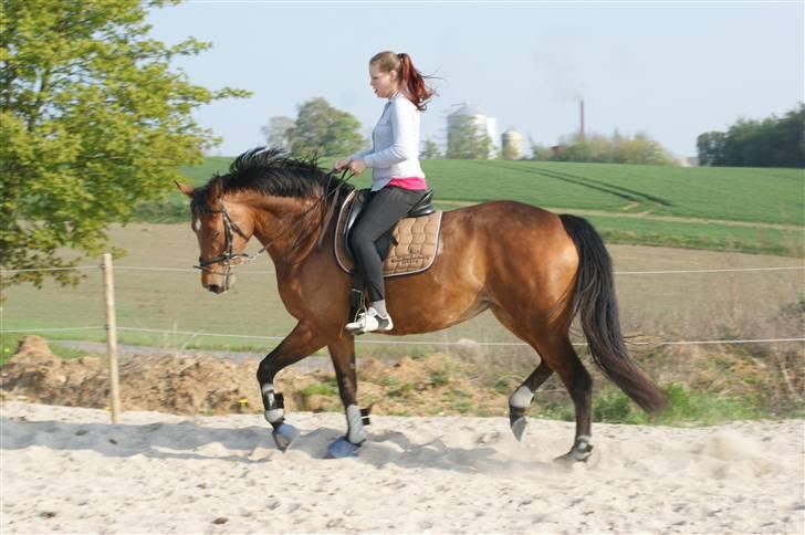 Dansk Varmblod Gammelgårdens Hope billede 10