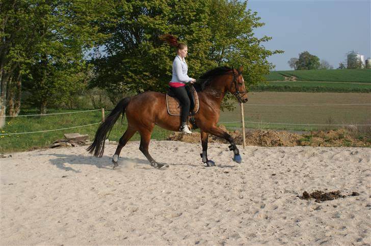 Dansk Varmblod Gammelgårdens Hope billede 11