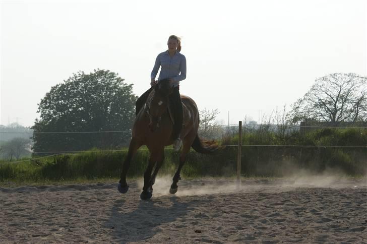 Dansk Varmblod Gammelgårdens Hope billede 12