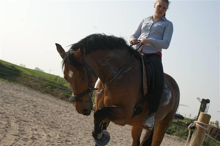 Dansk Varmblod Gammelgårdens Hope billede 13