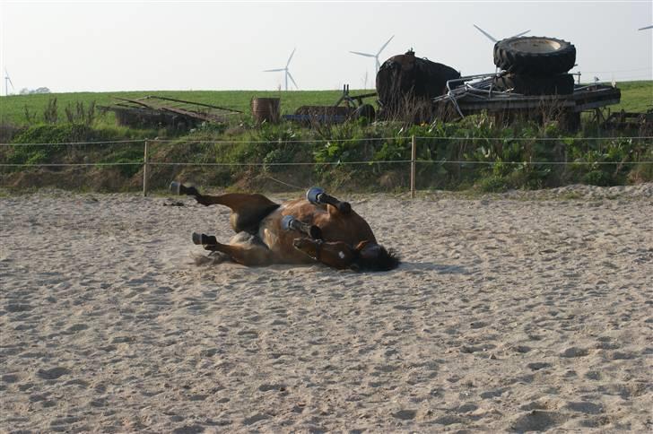 Dansk Varmblod Gammelgårdens Hope billede 15