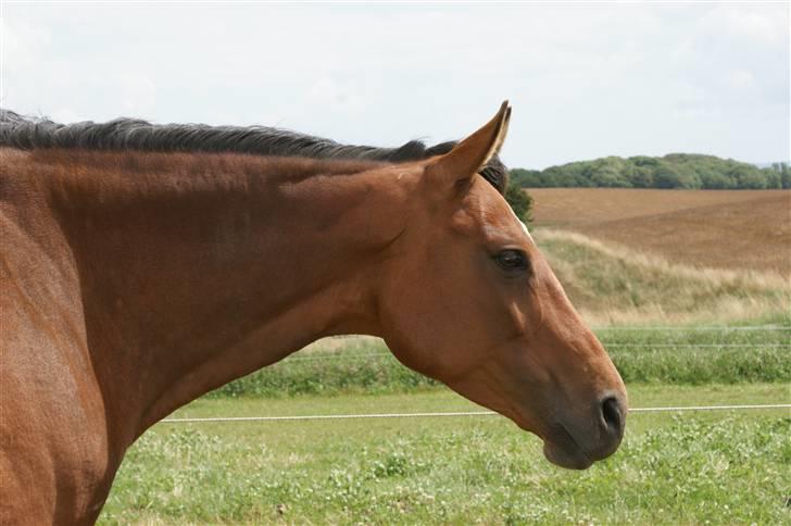 Dansk Varmblod Gammelgårdens Hope billede 16