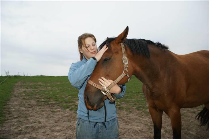 Dansk Varmblod Gammelgårdens Hope billede 17