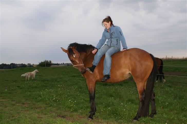 Dansk Varmblod Gammelgårdens Hope billede 18