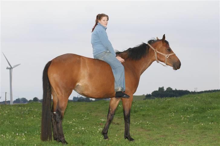 Dansk Varmblod Gammelgårdens Hope billede 19