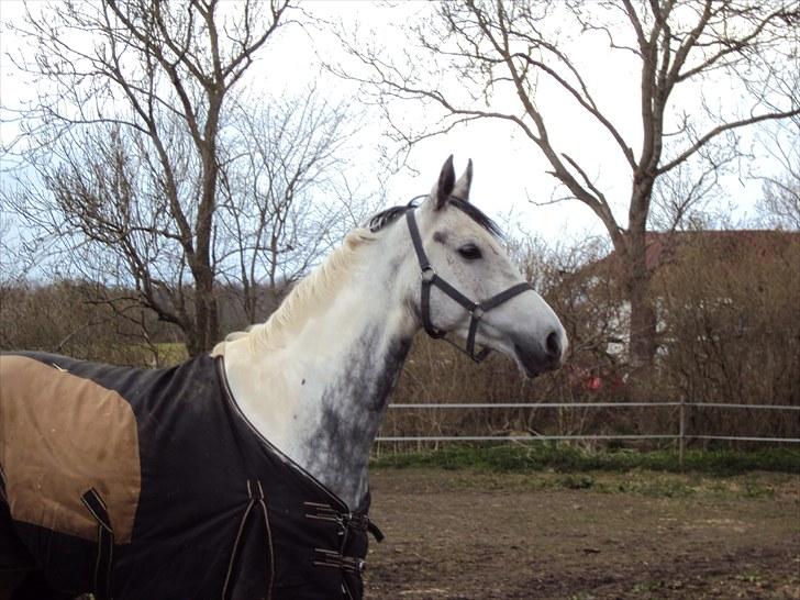 Pinto Pepsi billede 1