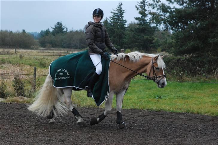 Haflinger Nanok Bravo Lundgaard (B) - afskridtning  //michaela tækker billede 14