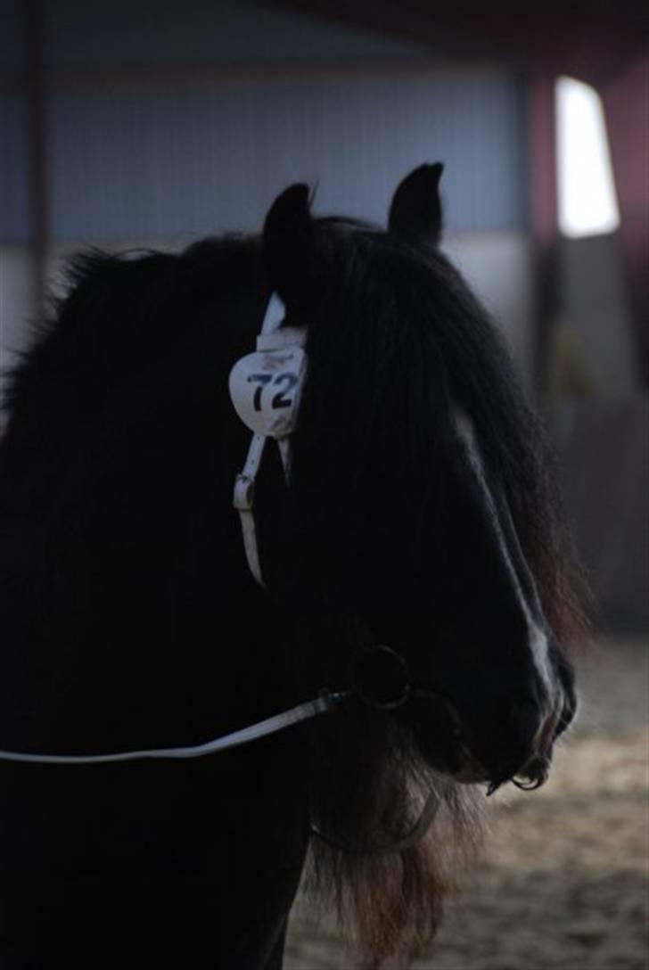 Irish Cob W. W. Wallace (R.I.P) billede 10