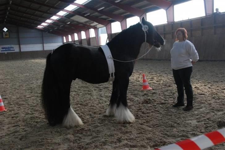 Irish Cob W. W. Wallace (R.I.P) billede 11