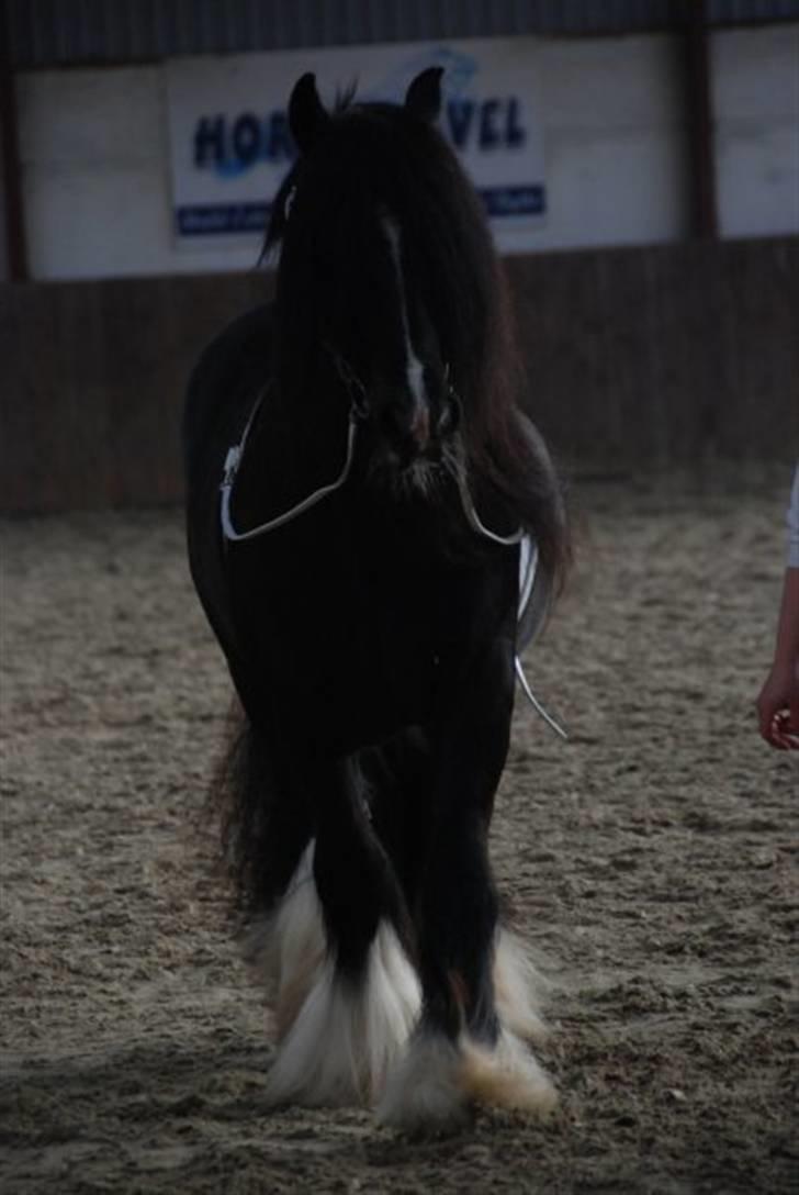 Irish Cob W. W. Wallace (R.I.P) billede 12