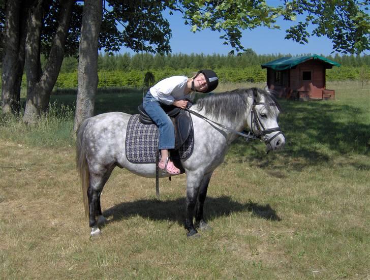 Welsh Mountain (sec A) Møllegyden´s herkules - 2008. Det er ikke kun mig der er vild med ham ! billede 6