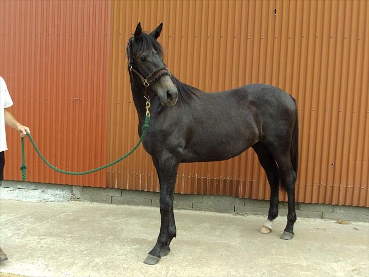 Dansk Varmblod Donna Castalina *solgt* - NYT* billede 1