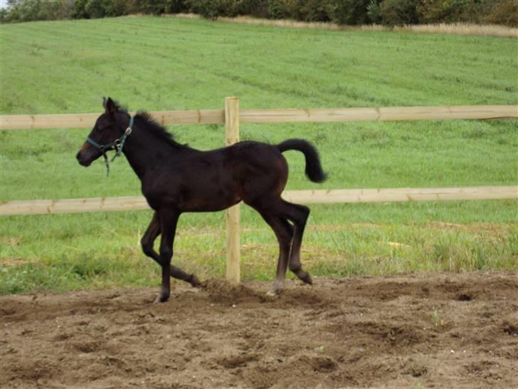 Dansk Varmblod Donna Castalina *solgt* billede 5