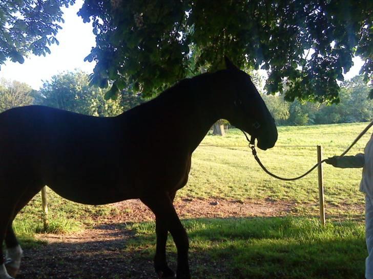 Oldenborg Tequila Sunrise billede 4