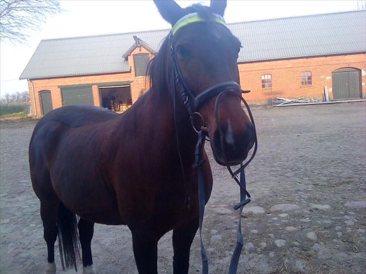 Oldenborg Tequila Sunrise billede 6