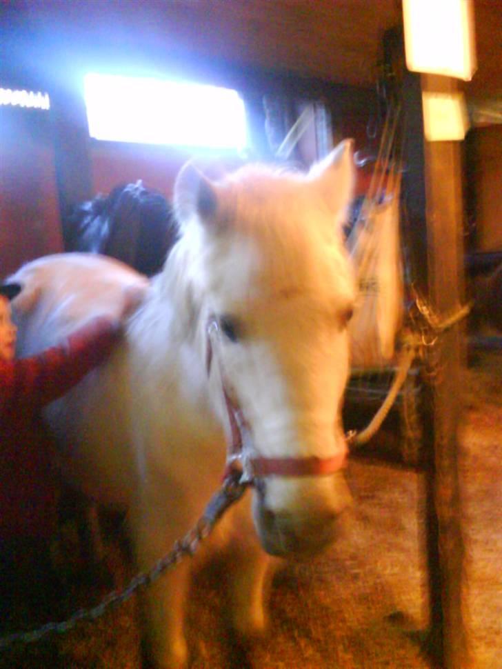 Anden særlig race Silver Star (Passet) billede 3