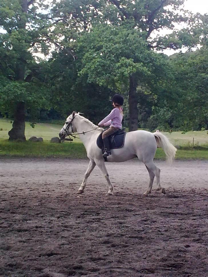 Anden særlig race Silver Star (Passet) billede 5