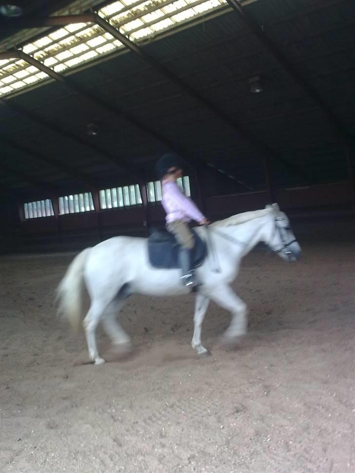 Anden særlig race Silver Star (Passet) billede 6