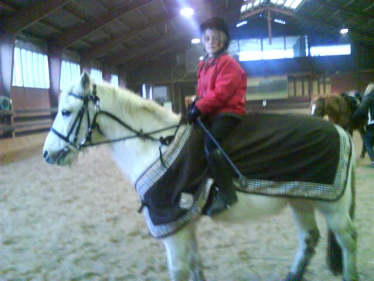 Anden særlig race Silver Star (Passet) - Dengang han gik med en såkaldt græstølje fordi han altid rev tøljerne ud af hænderne på sin rytter, gør han heldigvis ikke mere. billede 7