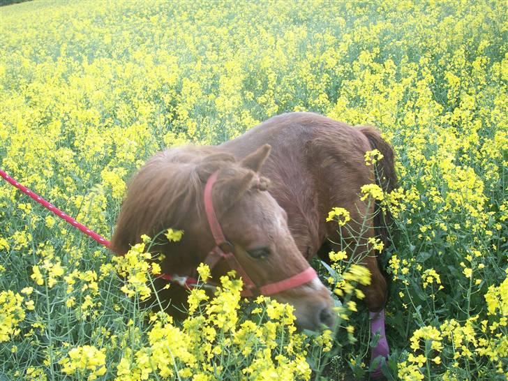 Shetlænder Bella - Hvis jeg nu gemmer mig her så finder de mig aldrig! (; Foto: Mig billede 13