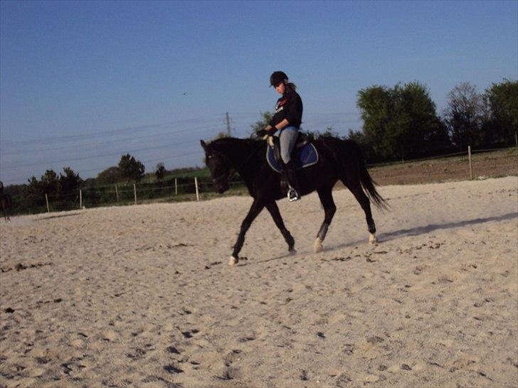 Anden særlig race Kasmir  - 'Nyd hvert øjeblik, før det forsvinder - før det bliver til intet andet, end blot minder'

trænning forår 2011 -fotograf: Julie billede 8