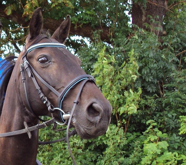 Anden særlig race Kasmir  - Du kan ikke tvinge en hest til at elske dig. Kærlighed kommer med tillid og tillid kommer med tålmodighed. Gør dig selv den tjeneste at have denne tålmodighed og du får dig en ven for livet .


efterår 2010 foto: *Philip billede 10