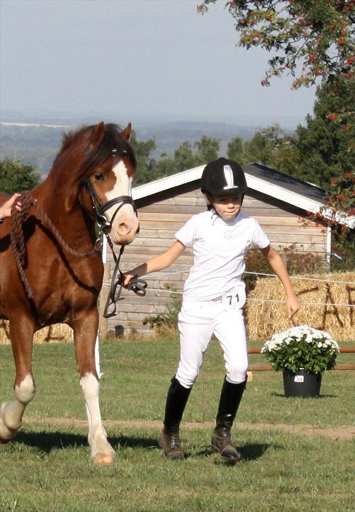 Welsh Pony af Cob-type (sec C) Thers Hey Harlekin - B-pony!! - Maria & Harlekin til kåring på welshdag.. (: Foto: Far billede 14