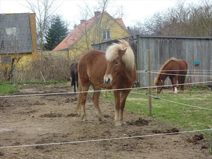 Islænder Laxi fra Skovbrynet R.I.P - #15 nyt. laxi står og kigger på de andre billede 15