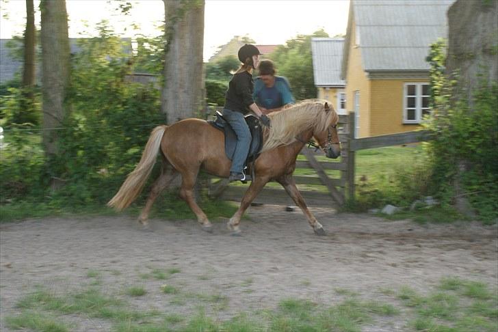 Islænder Silkisif f Skydebanegård solgt  - #9 nyt. trav  billede 9