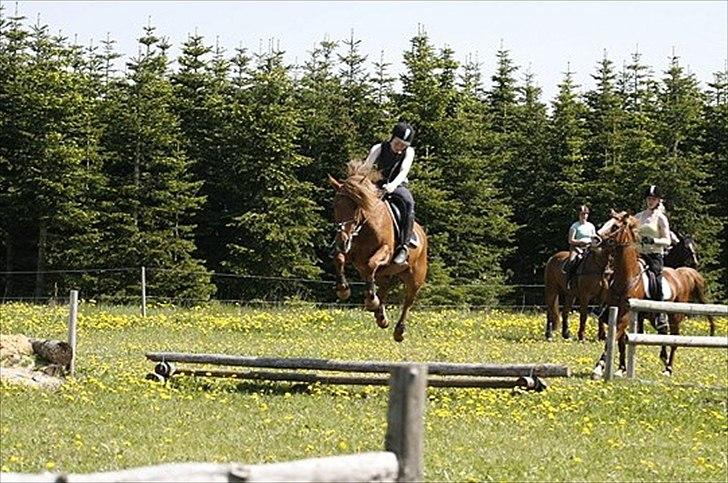 Anden særlig race Barcardi - Jagttræning 2010  billede 10