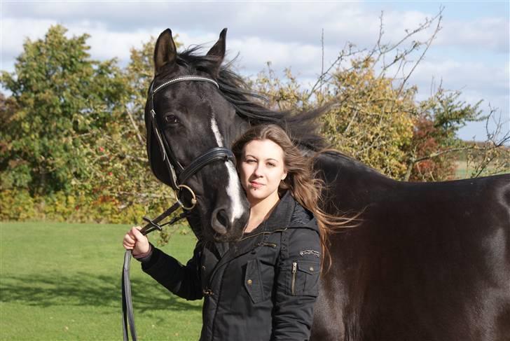 Dansk Varmblod Mata - hari *Savnet* billede 6