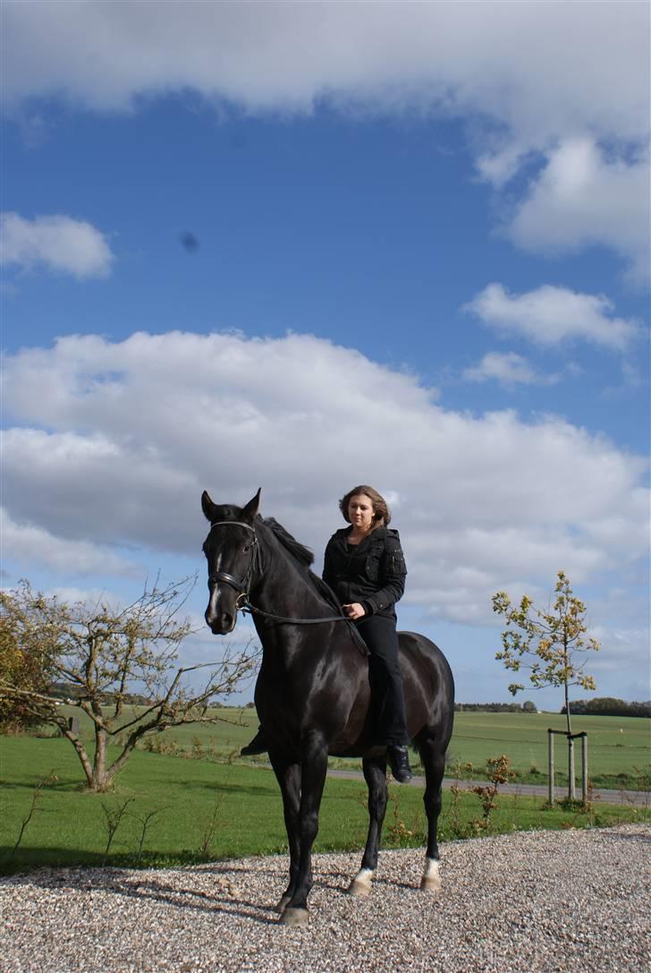 Dansk Varmblod Mata - hari *Savnet* billede 7