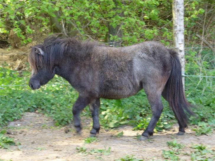 Shetlænder Bergeruds Jasmin billede 1