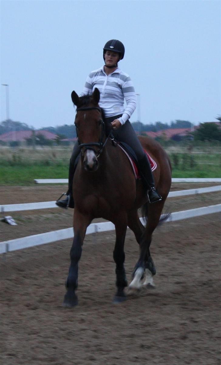 Dansk Varmblod Cias Moonlight - Dressur undervinsning. Foto: Mille billede 11