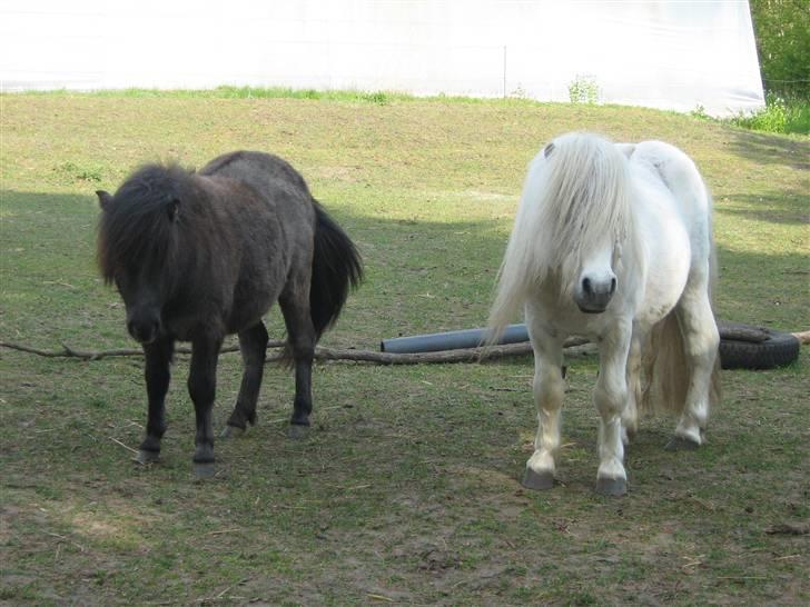 Shetlænder Bergeruds Jasmin - Jasmin og Far Shadow billede 2