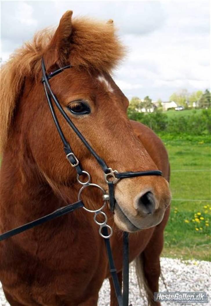 Islænder Embla fra Hessellund - Hej velkommen til min profil :) *fotograf: Camilla J* billede 1