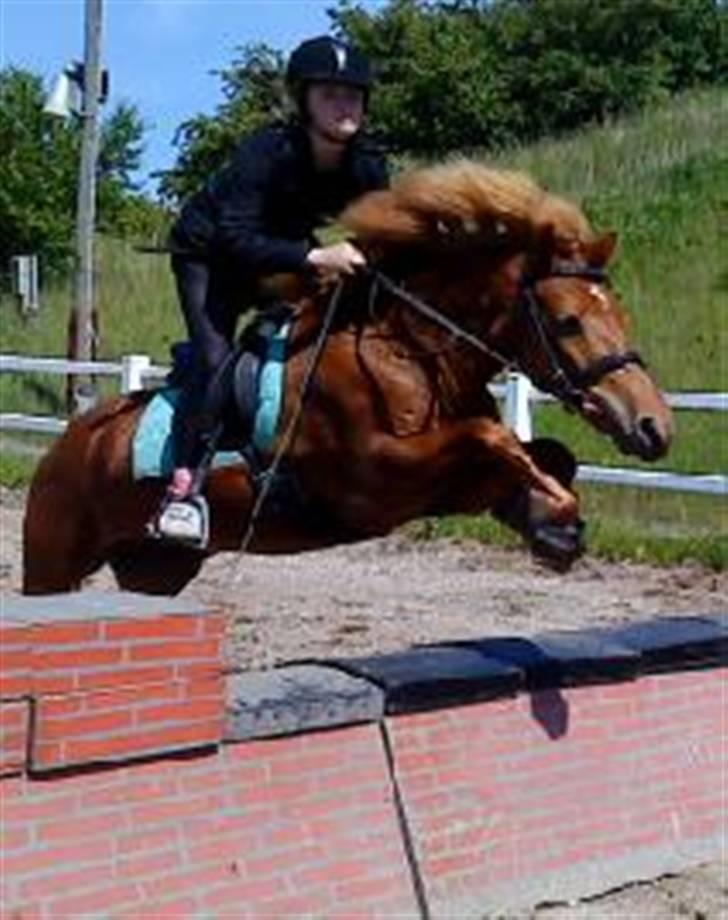 Islænder Embla fra Hessellund - Mig og Embla der springer mur (: *fotograf: Iben * billede 2
