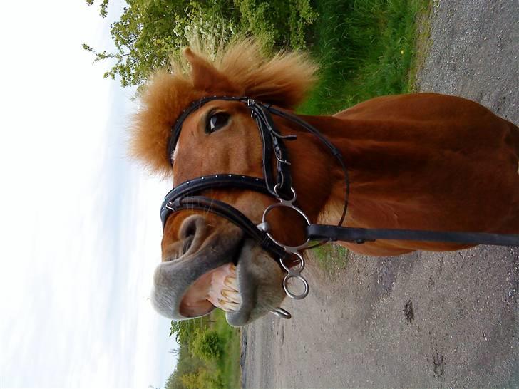 Islænder Embla fra Hessellund - say, Cheese! Embla kan mile på kommando (: *fotograf: Mig* billede 3