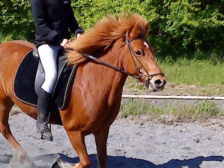 Islænder Embla fra Hessellund - Iben (ejer) rider dressur (: *fotograf: mig* billede 4